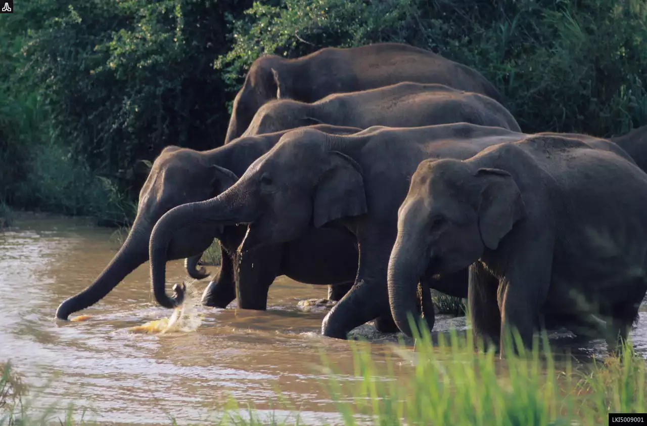 Wasgamuwa National Safari Park Gallery