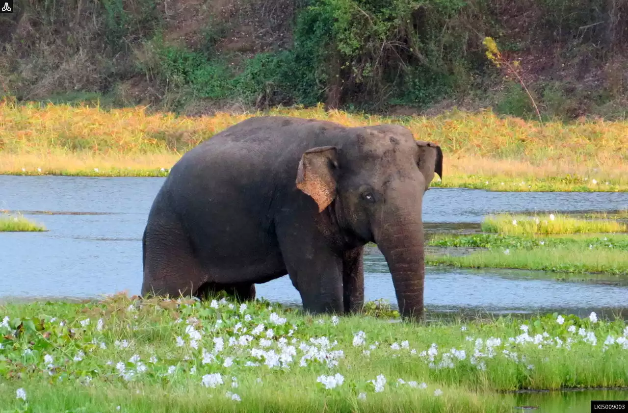 Wasgamuwa National Safari Park Gallery