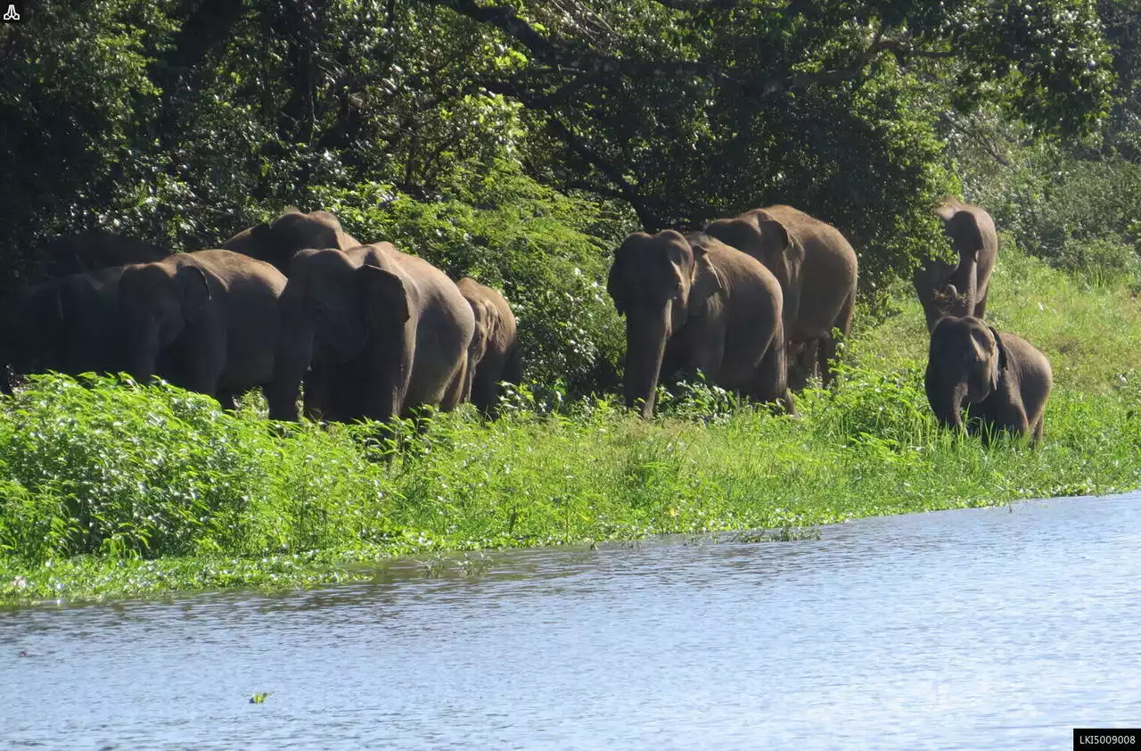 Wasgamuwa National Safari Park Gallery